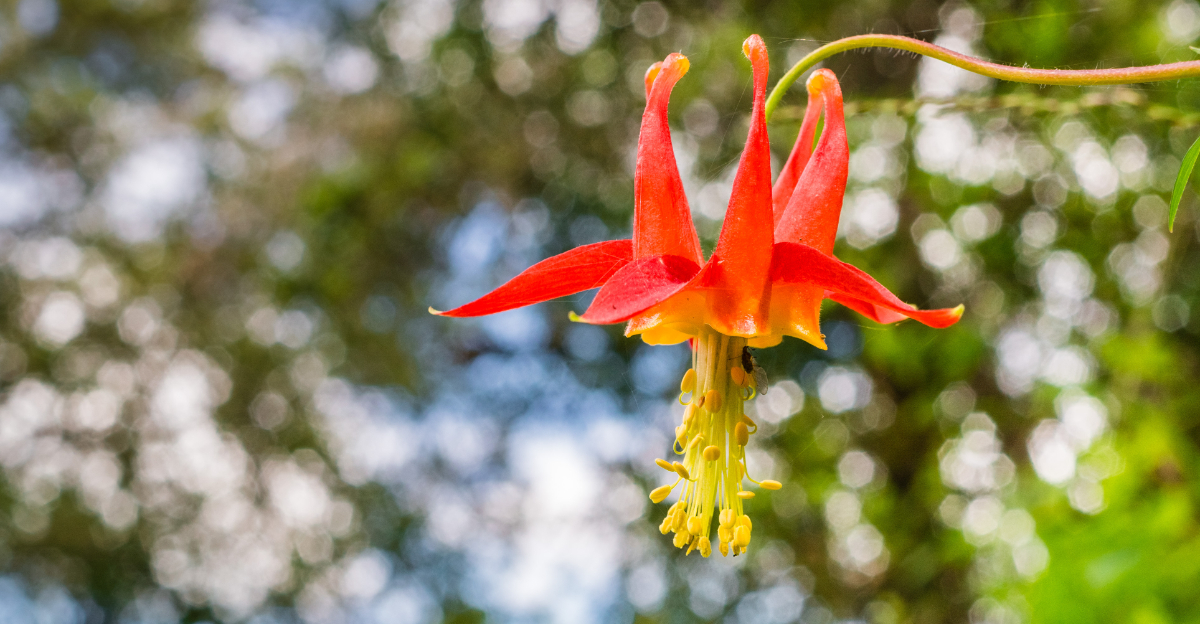 western columbine