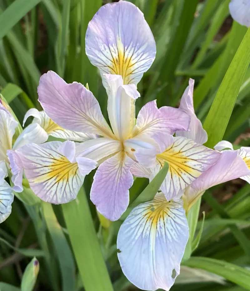 Oregon Iris (Iris tenax)