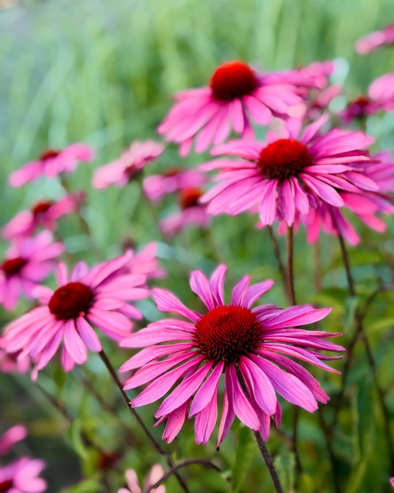Purple Coneflower Thrives In Hot Humid Summers