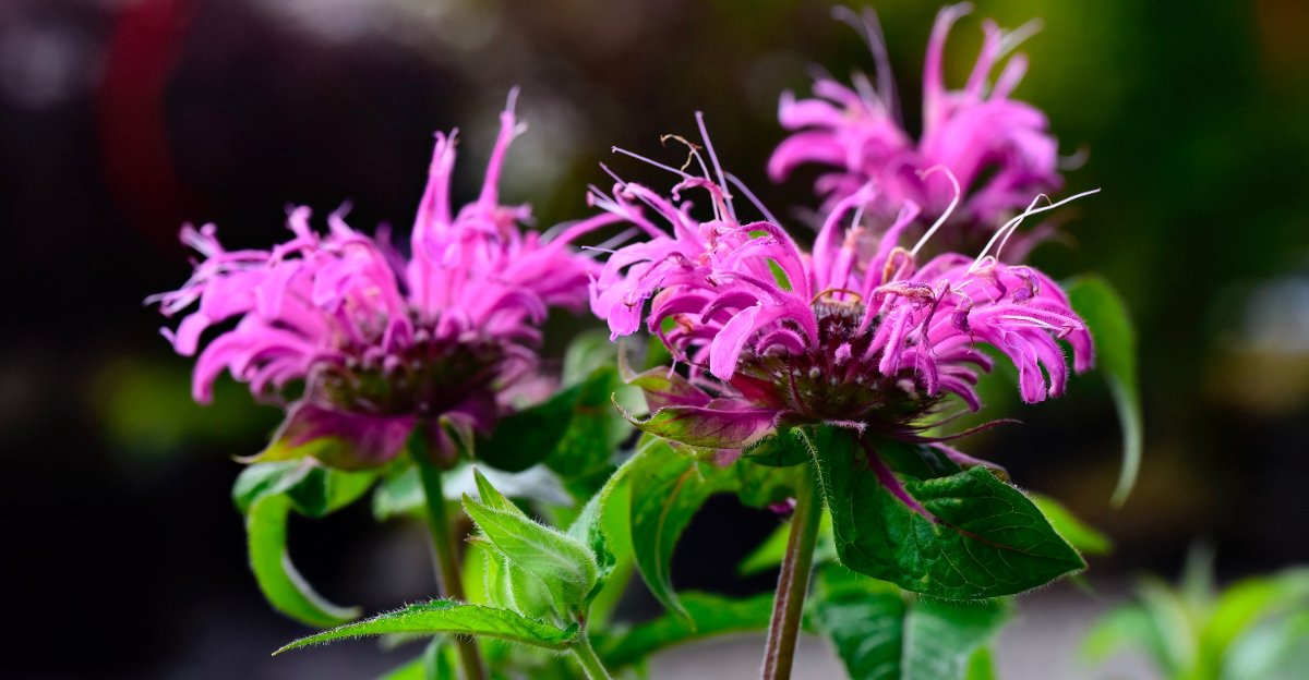 plant (featured image)