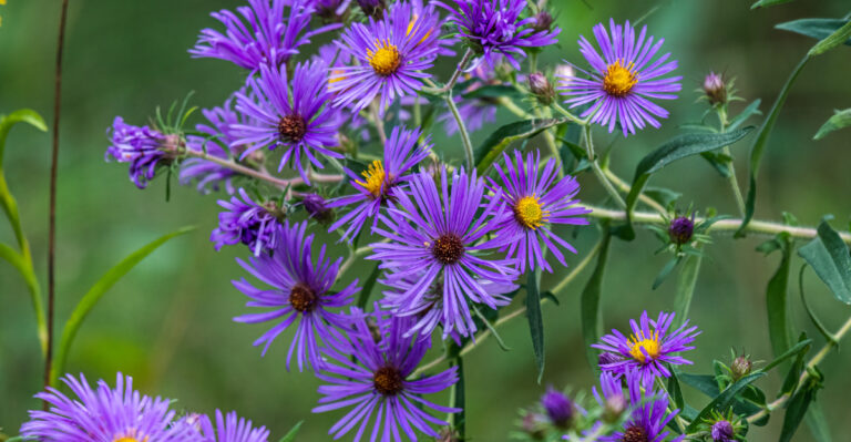 plant (featured image)