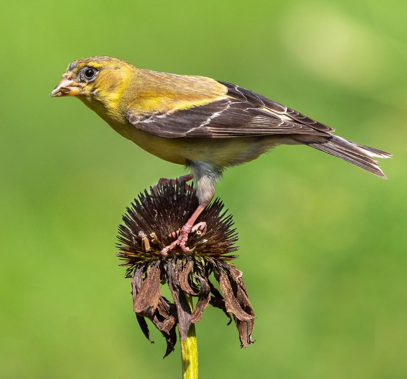 Purple Coneflower Keeps Goldfinches Coming Back