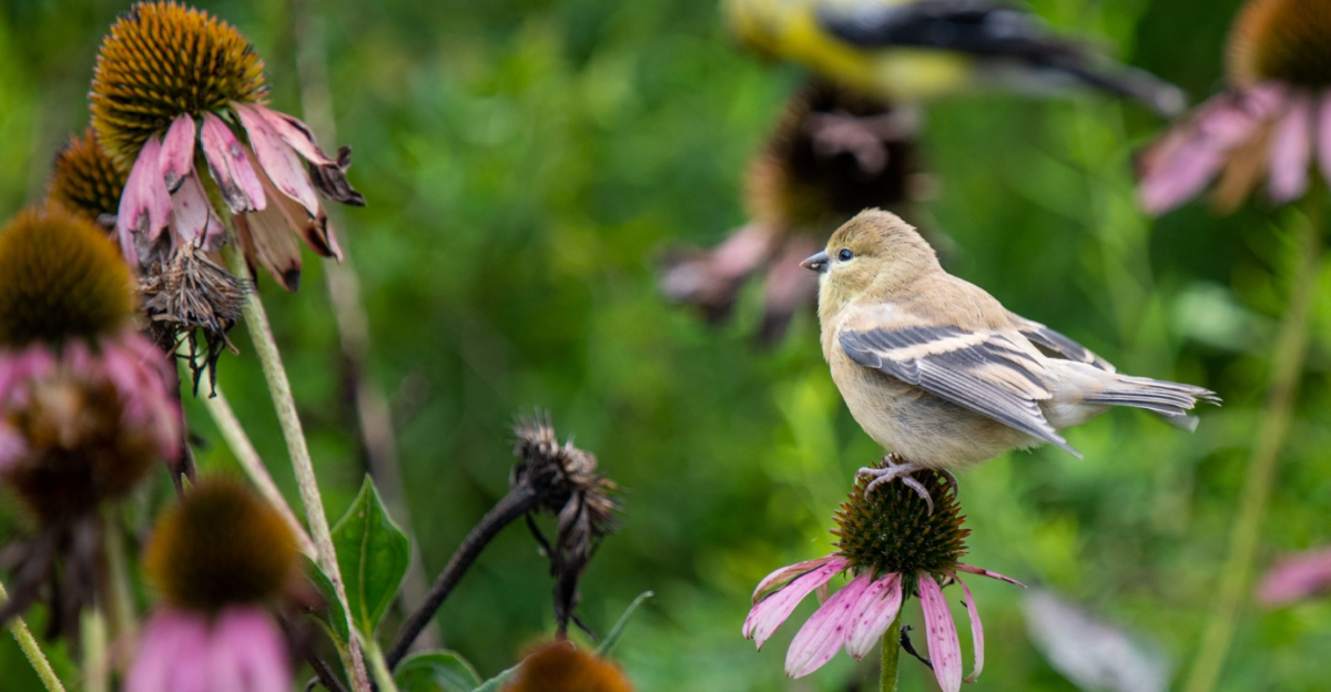 bird on purple coneflower seed head