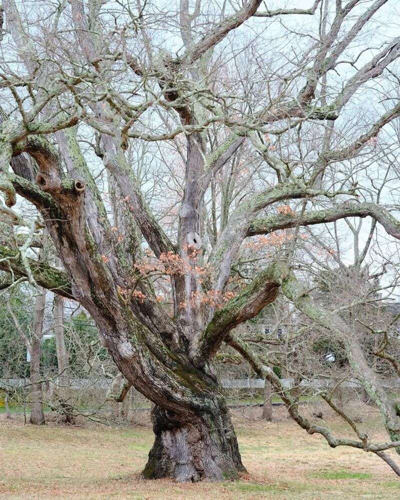 White Oak Creates Long-Lasting Shade With A Classic Canopy