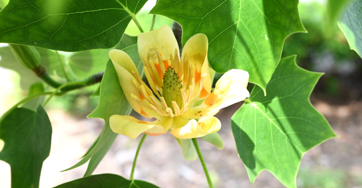 tree (featured image)