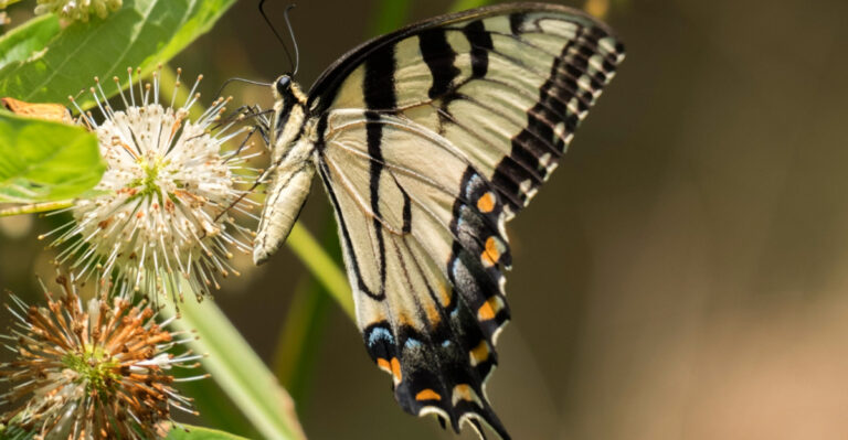 9 Native Shrubs That Support Wildlife In North Carolina Year-Round
