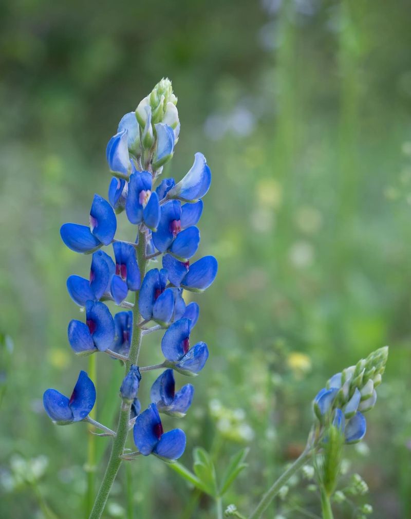 Texas Bluebonnet Painting Fields In Bold Blue