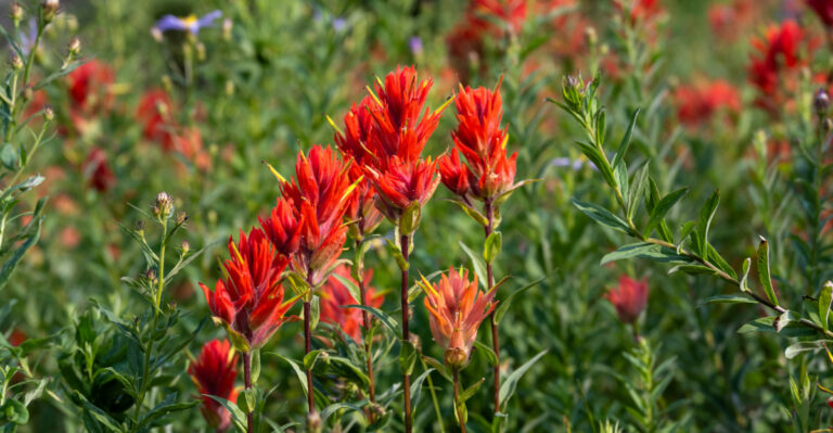 9 Native Texas Wildflowers That Bloom In March