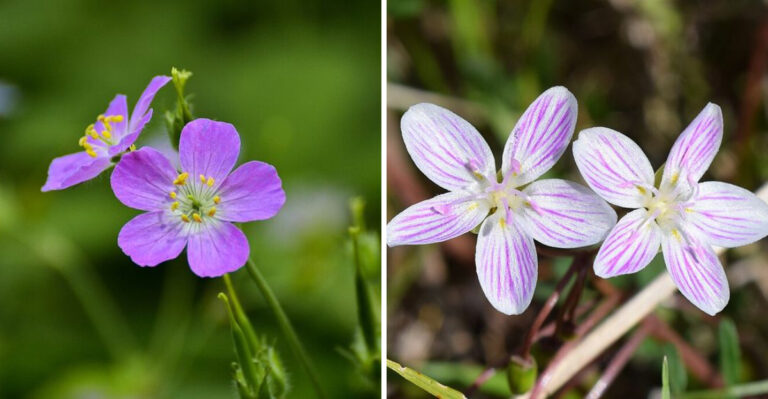 9 Native Wildflowers That Begin Blooming In Georgia In Early Spring