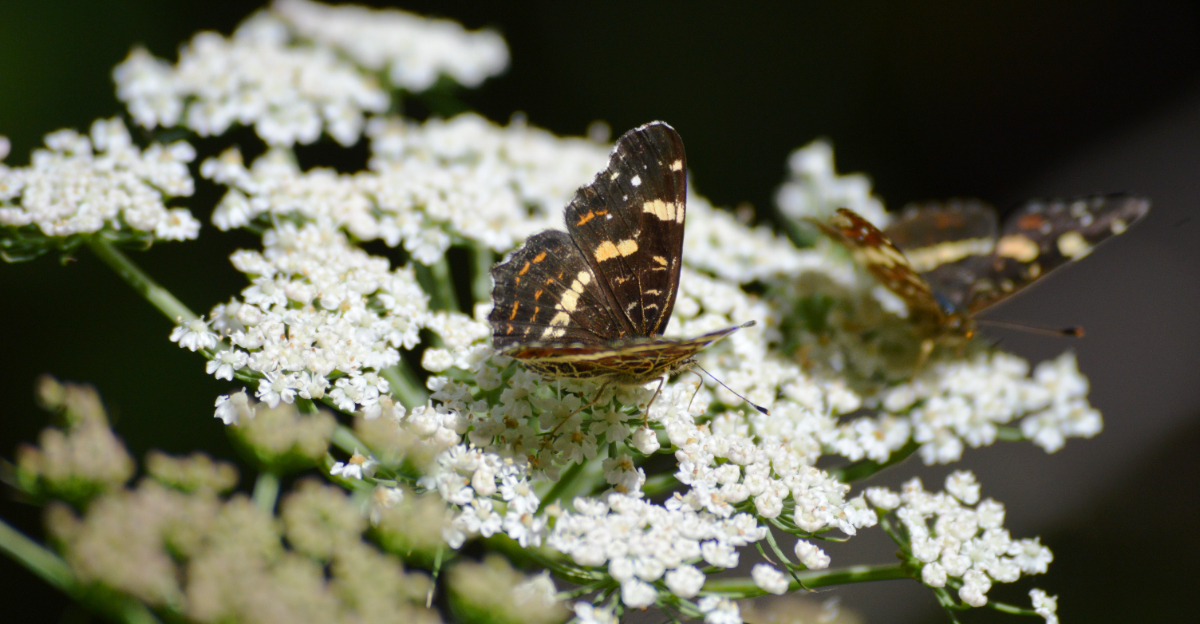 butterfly on yarrow
