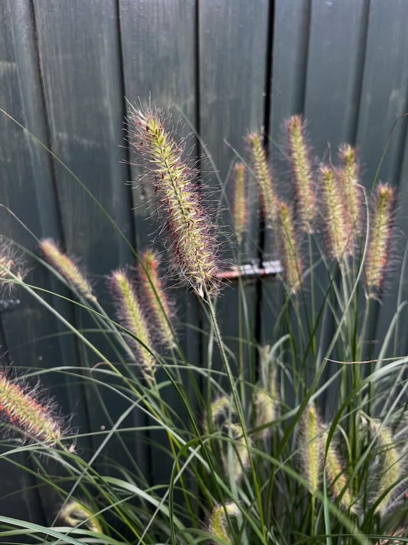 Fountain Grass Should Be Trimmed Before New Blades Start
