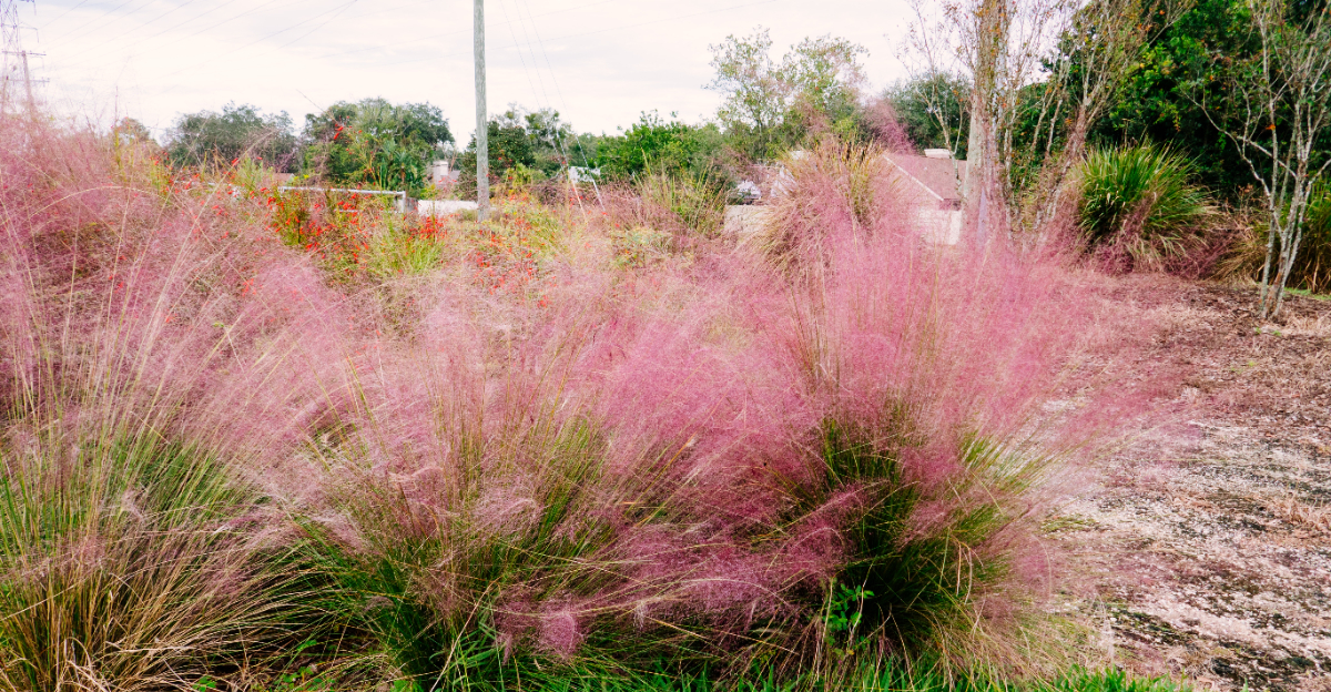 grass (featured image)