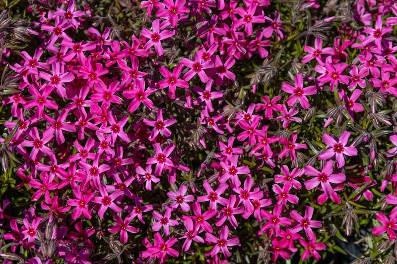 Creeping Phlox Fills Slopes With Spring Color