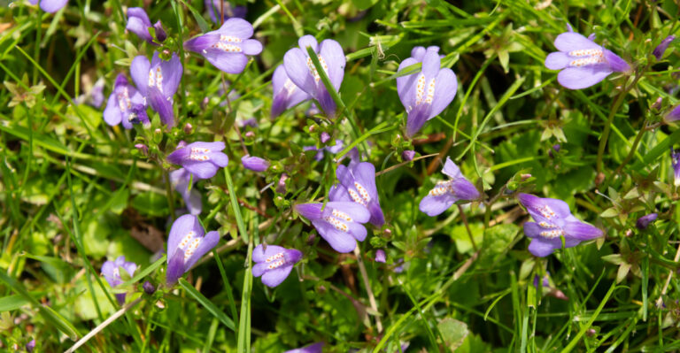 plants (featured image)