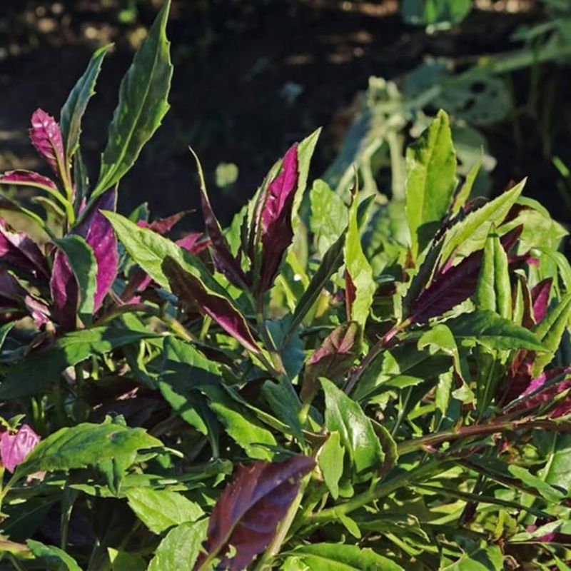 Okinawa Spinach Thrives Year-Round In Florida