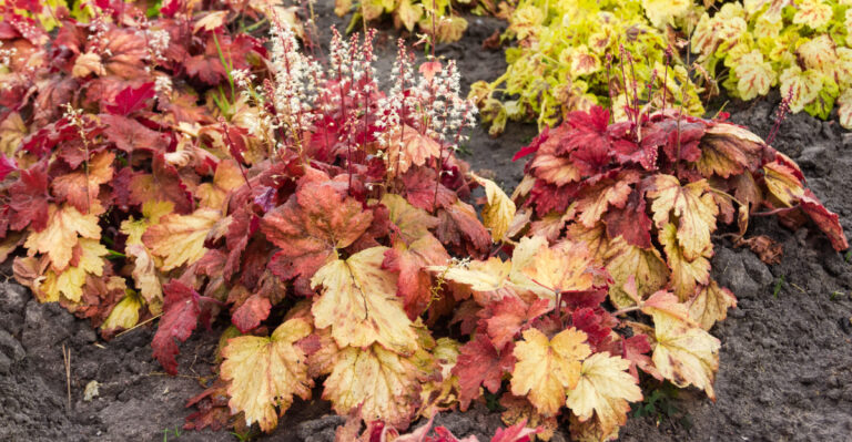 plants (featured image)