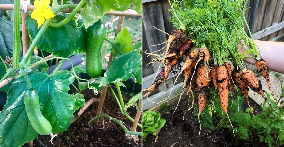 cucumber and carrots