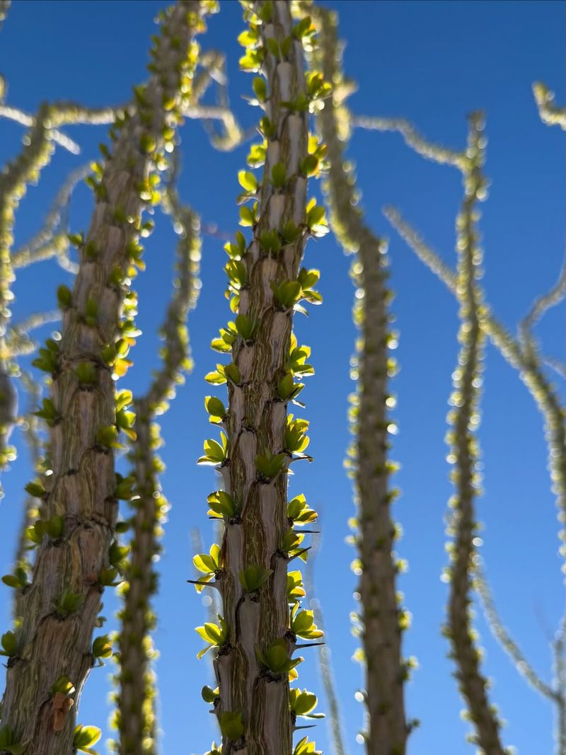Ocotillo Creates A Natural Living Fence