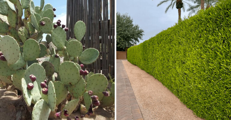 9 Plants That Give Your Arizona Yard Privacy Without Fences