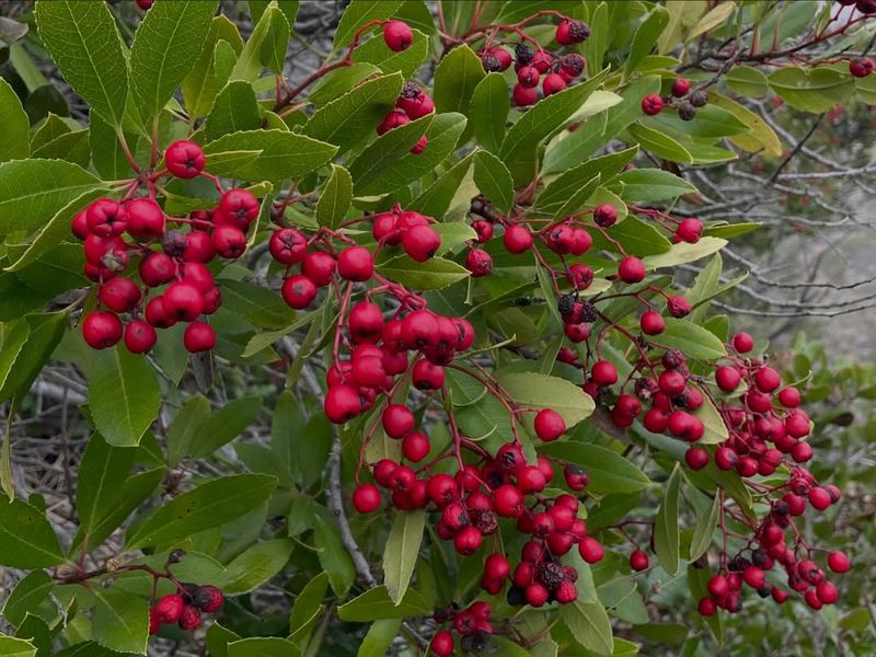 Toyon