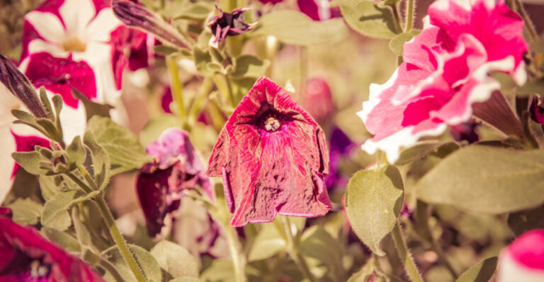 wilted petunia