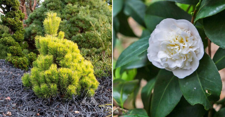 mugo pine and camellia