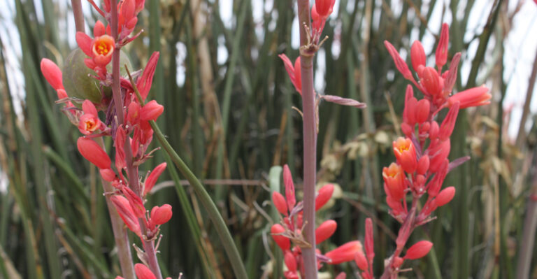 plant (featured image)