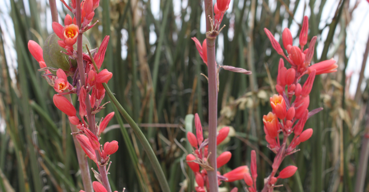 plant (featured image)