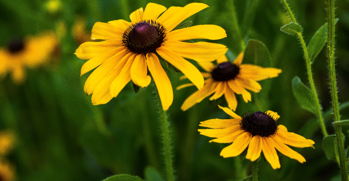 plant (featured image)