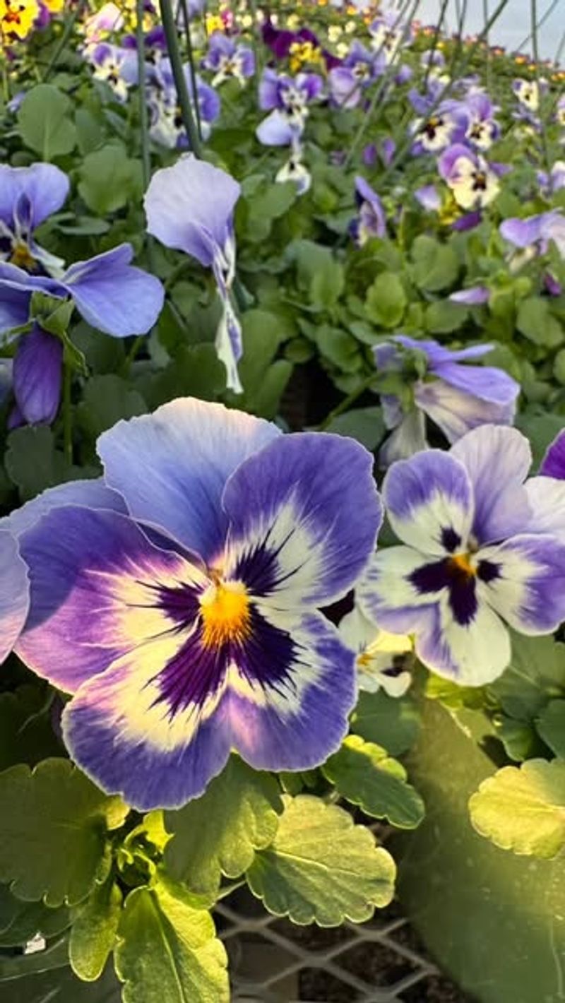 Plant Cold Hardy Pansies For Instant March Color