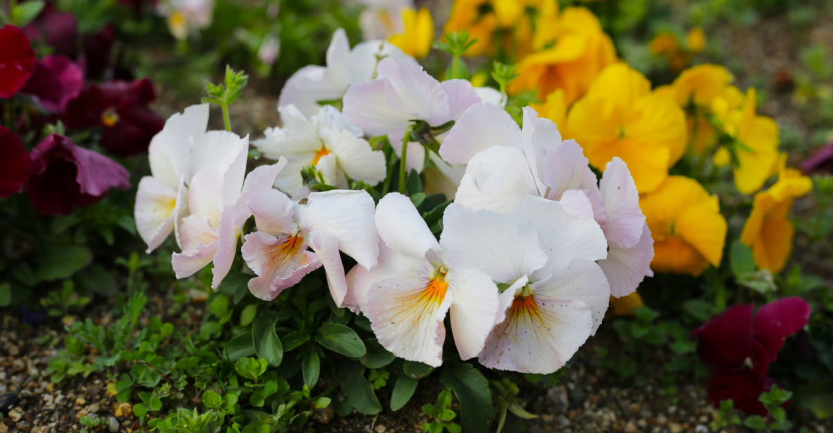 white pansy