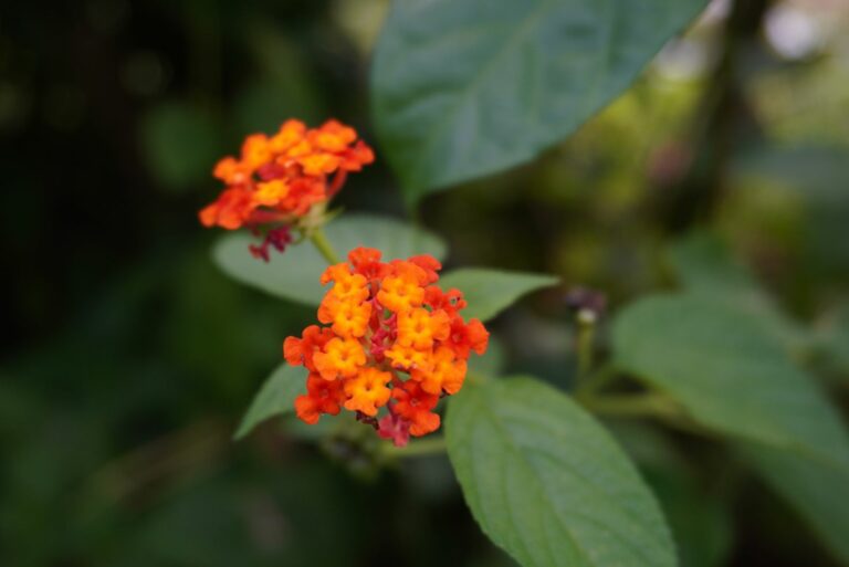 texas lantana