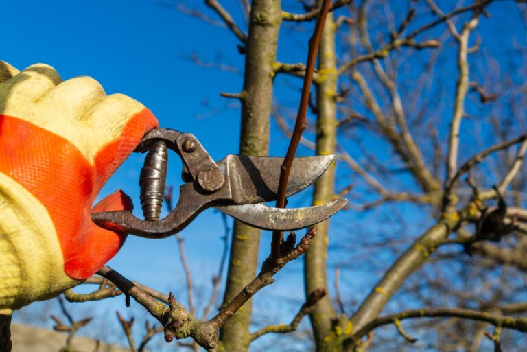 pruning apple tree