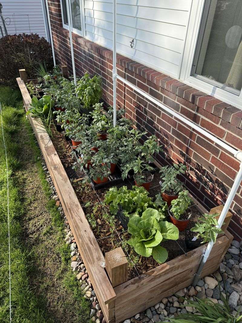 Plant Tomatoes With Basil For A Powerful Duo