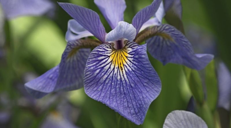 Blue Flag Iris Brings Rain Garden Color Without The Fuss