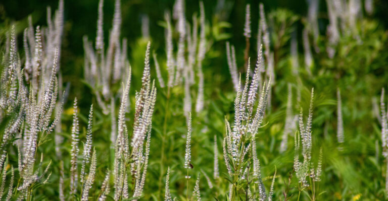 Culver's root