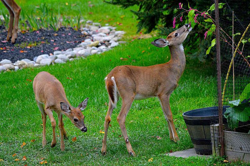 Early Spring Warmth Sends Deer Into Overdrive