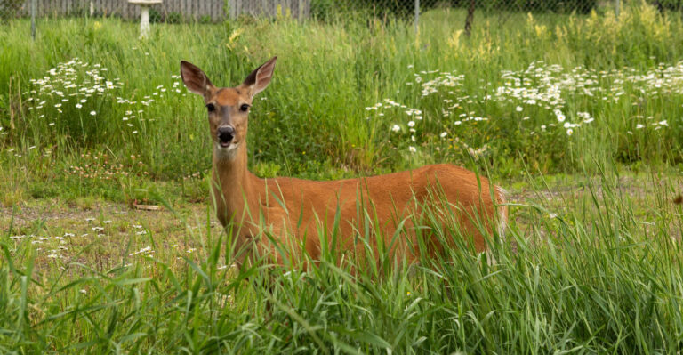 deer in yard