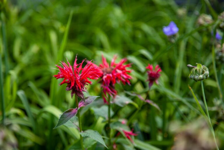bee balm