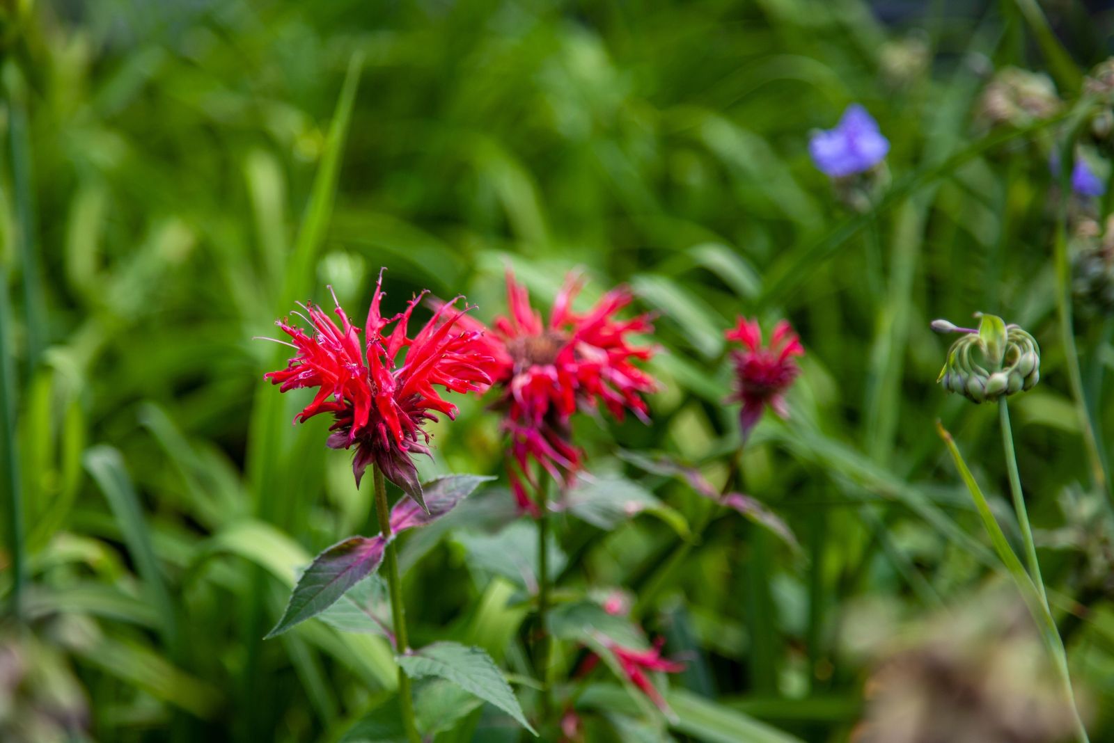bee balm