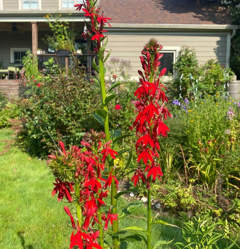 Cardinal Flower (Lobelia Cardinalis)
