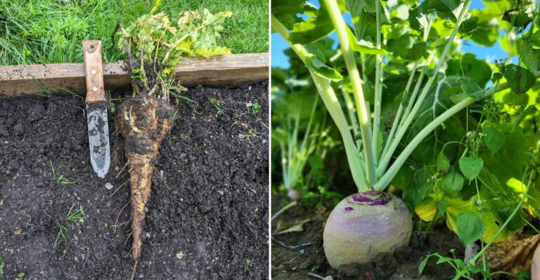 9 Root Crops Oregon Gardeners Can Plant Even In Cold March Soil