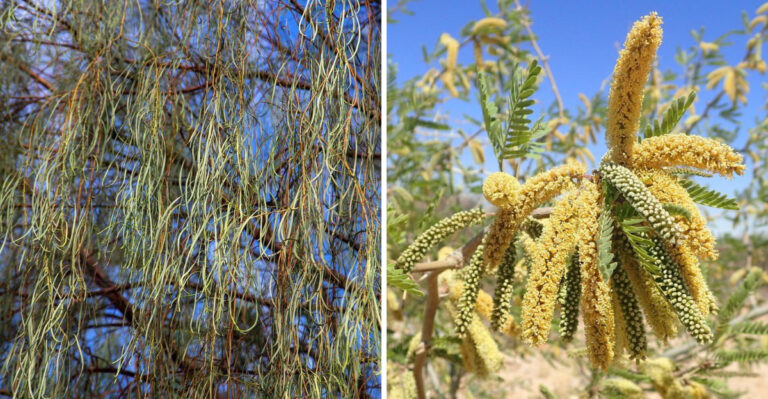 9 Shade Casting Plants That Naturally Cool Arizona Yards