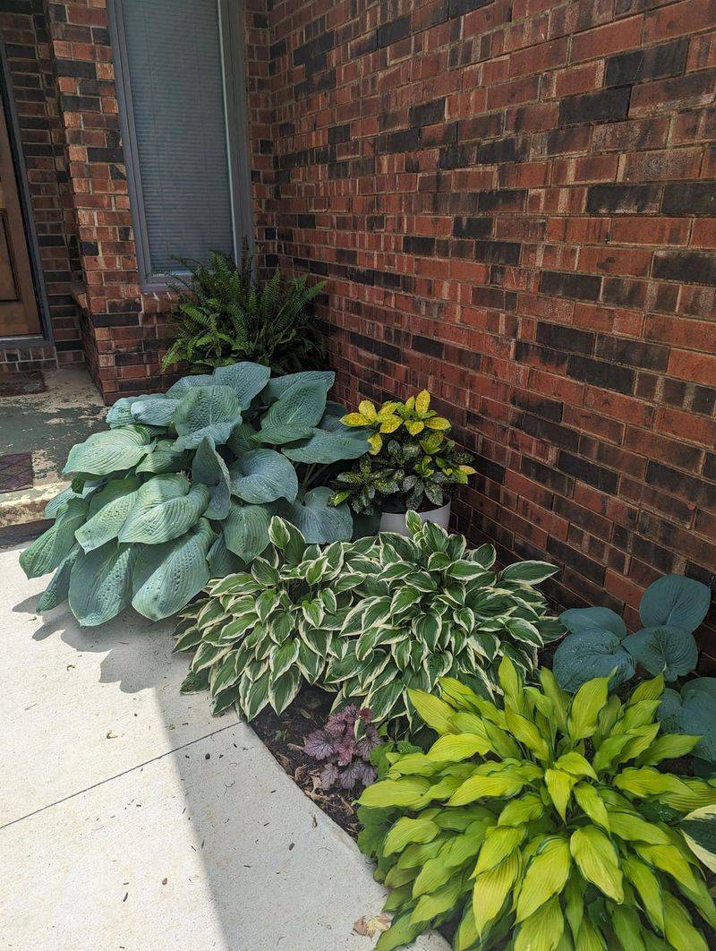 Hostas Bring Beauty To Shady Spots