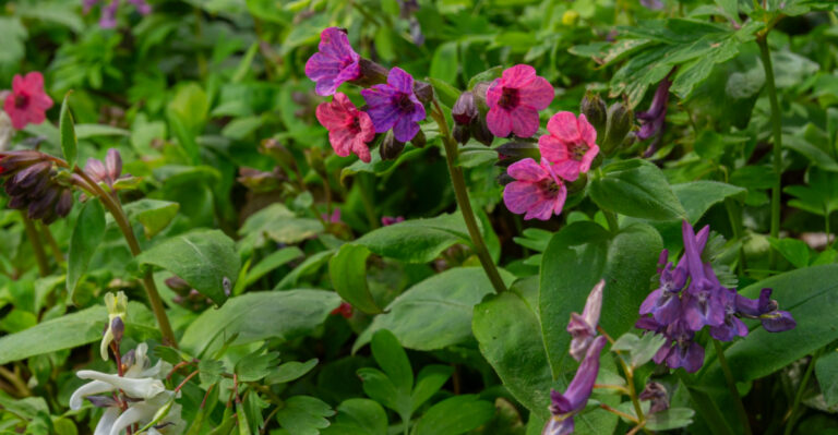 9 Shade-Loving Plants Perfect For North Carolina Backyards