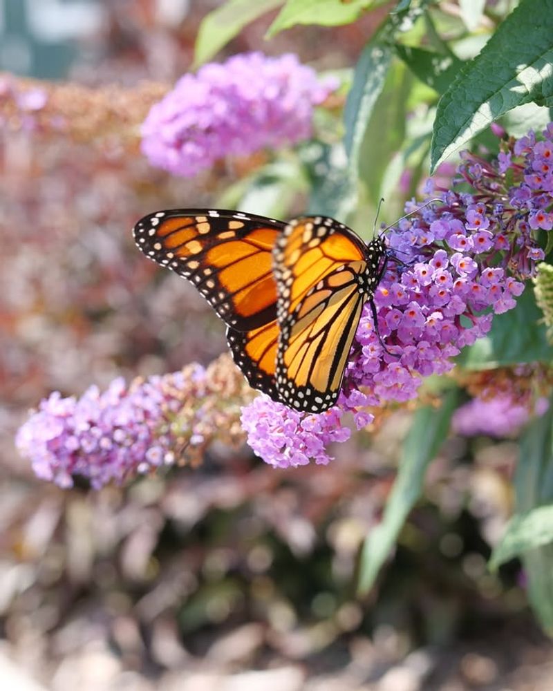 Butterfly Bush