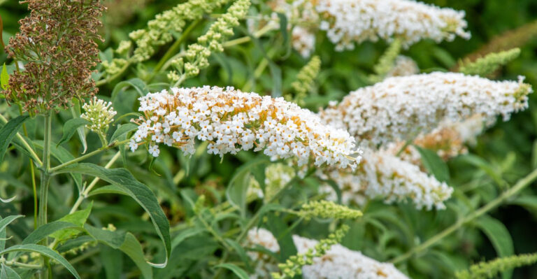 white flowering shrub