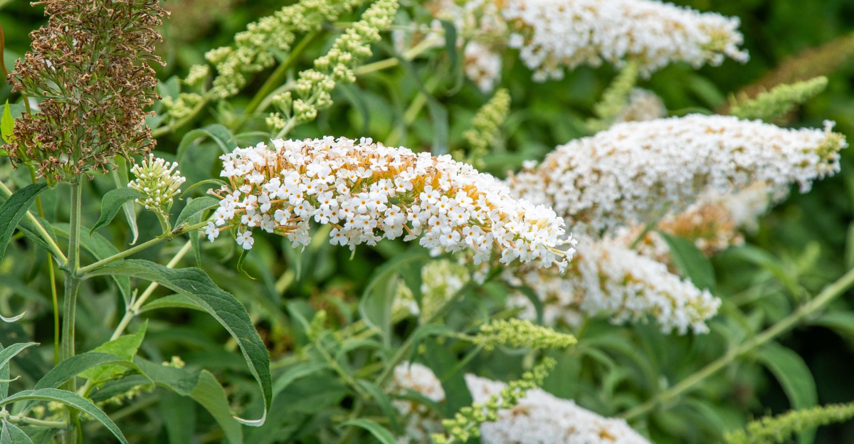 white flowering shrub