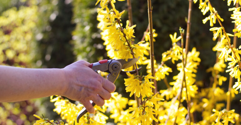 9 Shrubs Michigan Gardeners Should Not Cut Back Before Spring