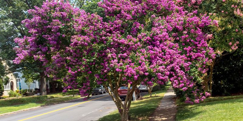Crape Myrtle